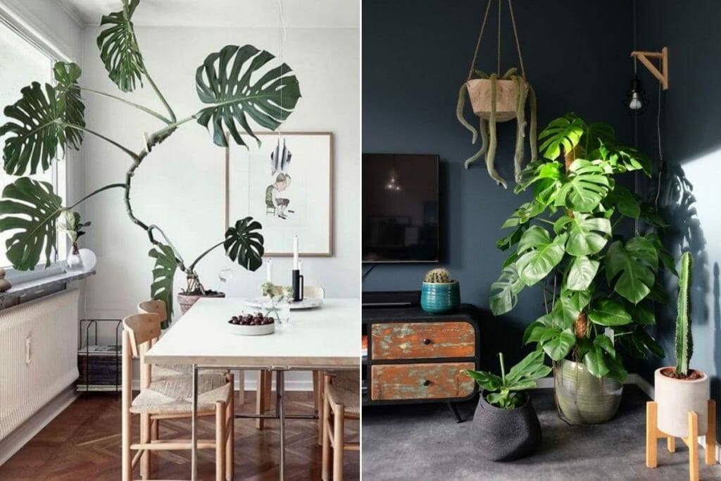 Plants in Interior Design: How to Make Your Home Flourish - Decorilla ...