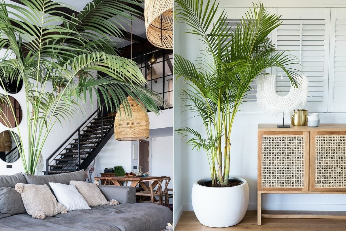KYARI Aralia Green Indoor Plants for Living Room | Live Plants | Plants  with White Pot