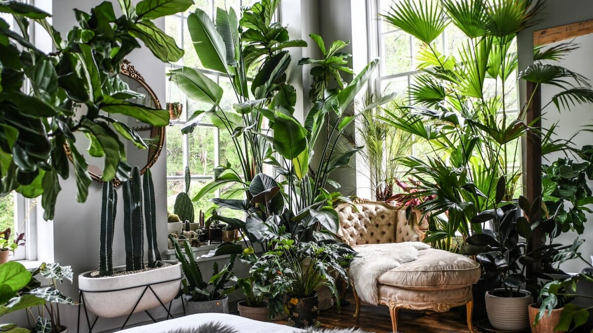 indoor plants living room